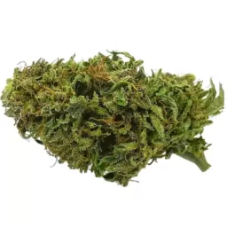 Fleur de CBD OG Kush