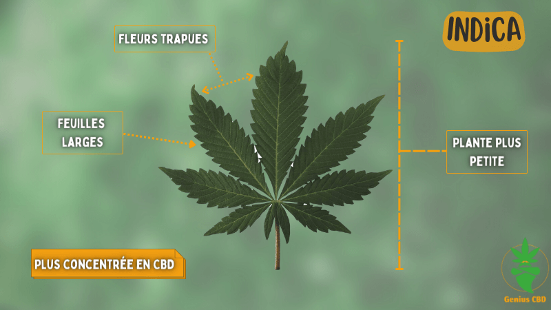 Cannabis Indica