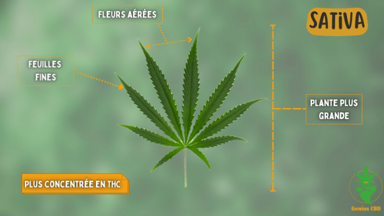 Cannabis Sativa