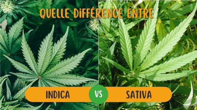 Sativa Indica
