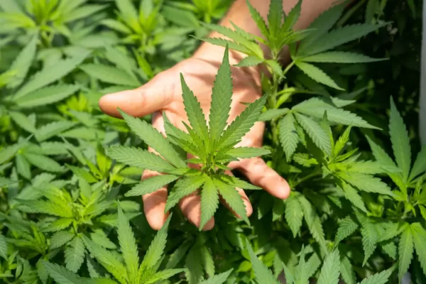 CBD pour le stress