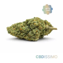 Pinneaple-haze-cbd15-0-thc-cbdissimo